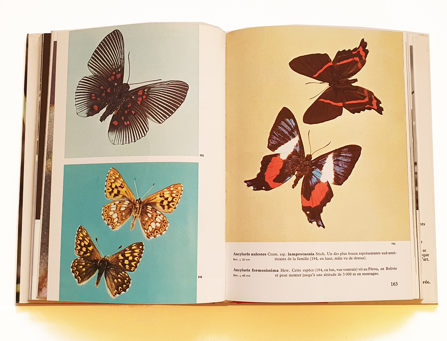 encyclopedie-des-insectes-papillons1