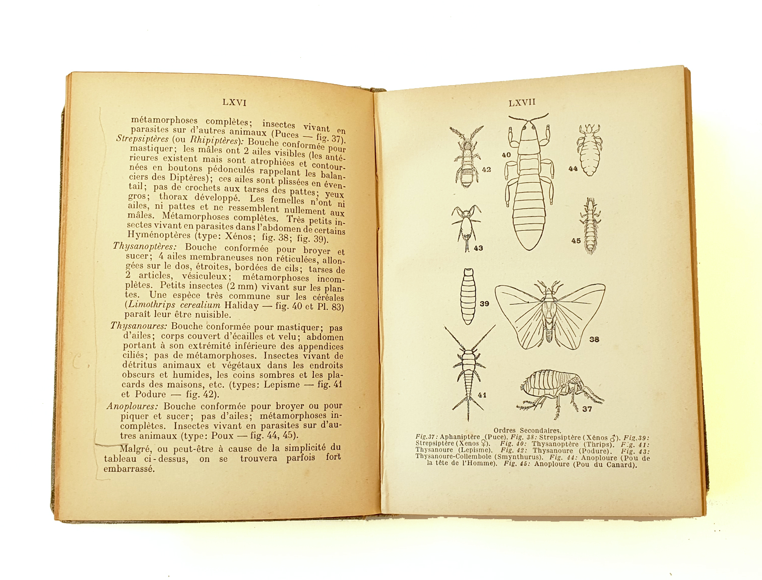 les-insects-et-leur-degat1