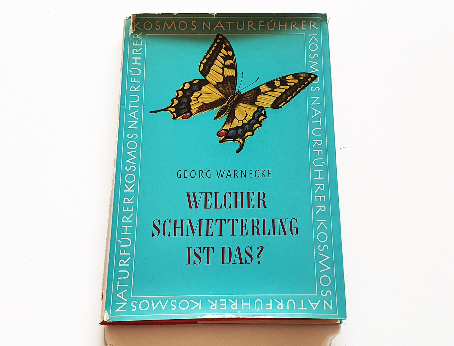 welcher-schmetterling-ist-das