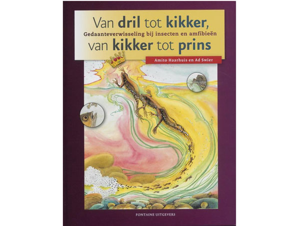 kikker-tot-prins