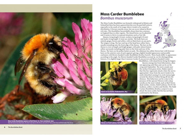 the_bumblebee_book1