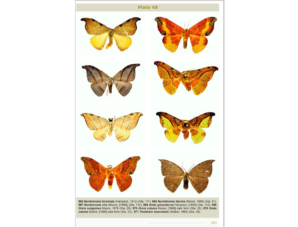 moths-of-bhutan-(1)