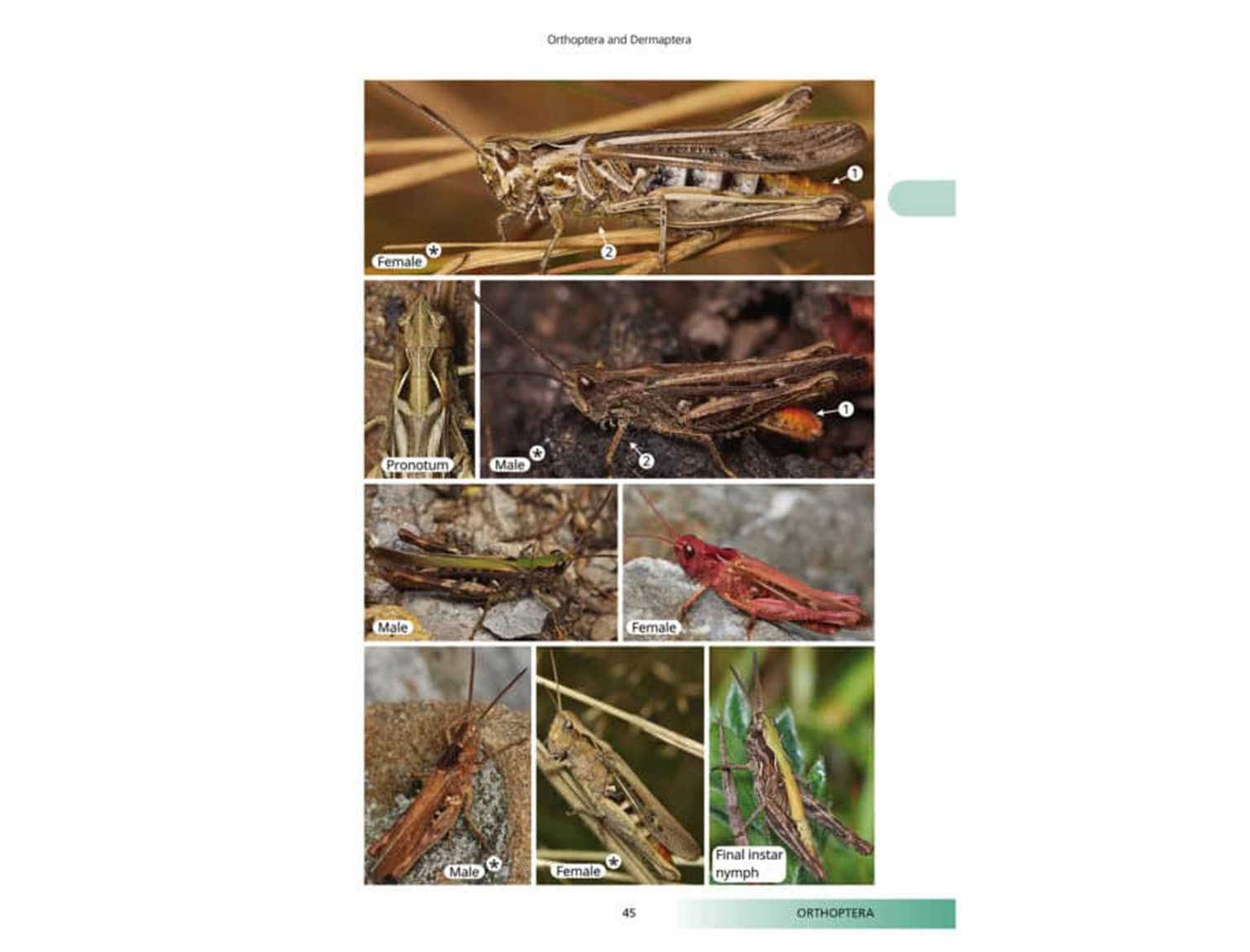 OP223-Orthoptera3-494x700