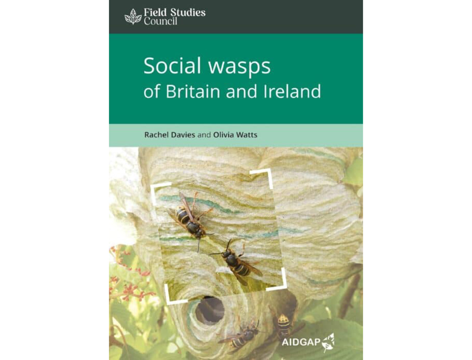 OP229-Social-wasps-494x700