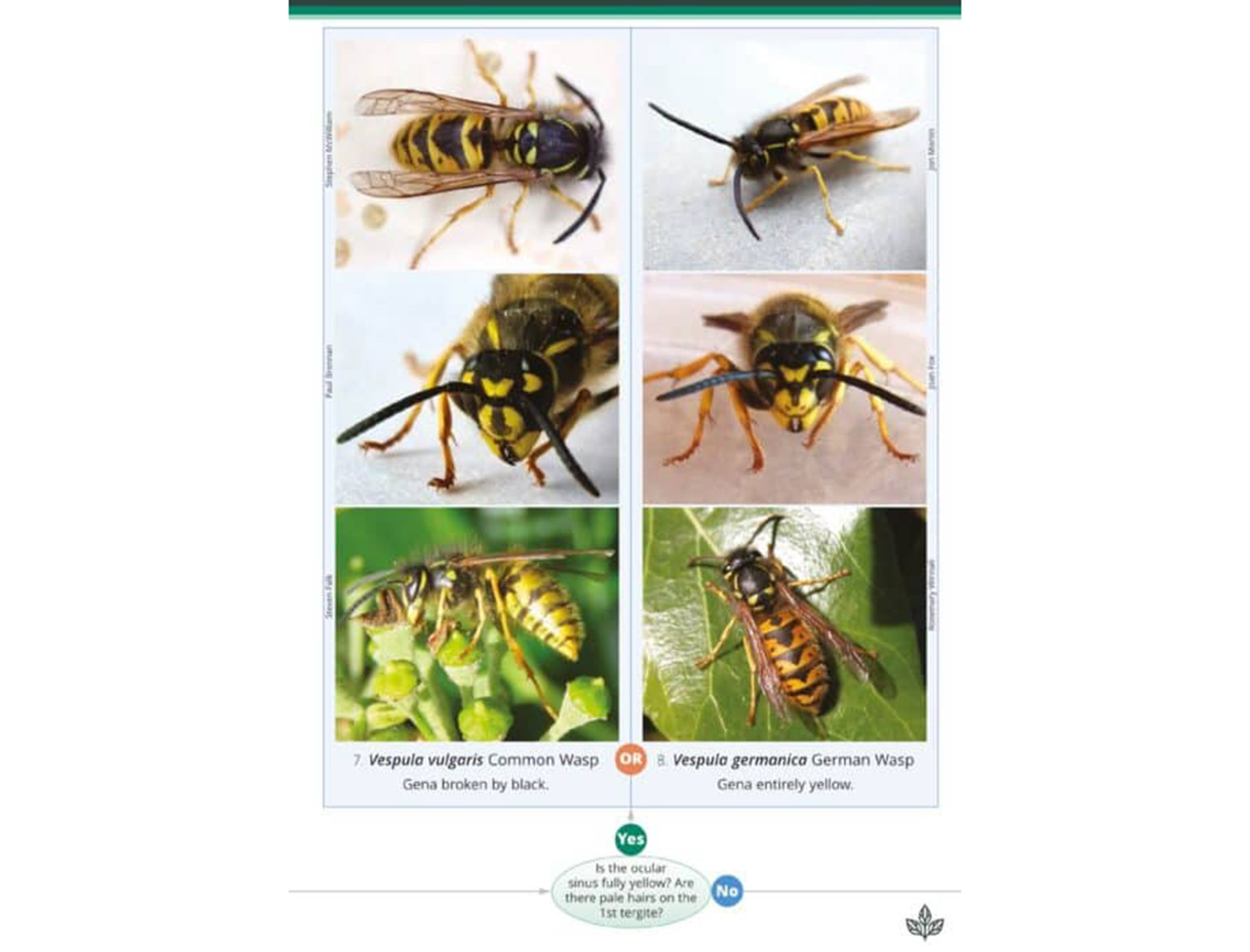 OP229-Social-wasps2-494x700