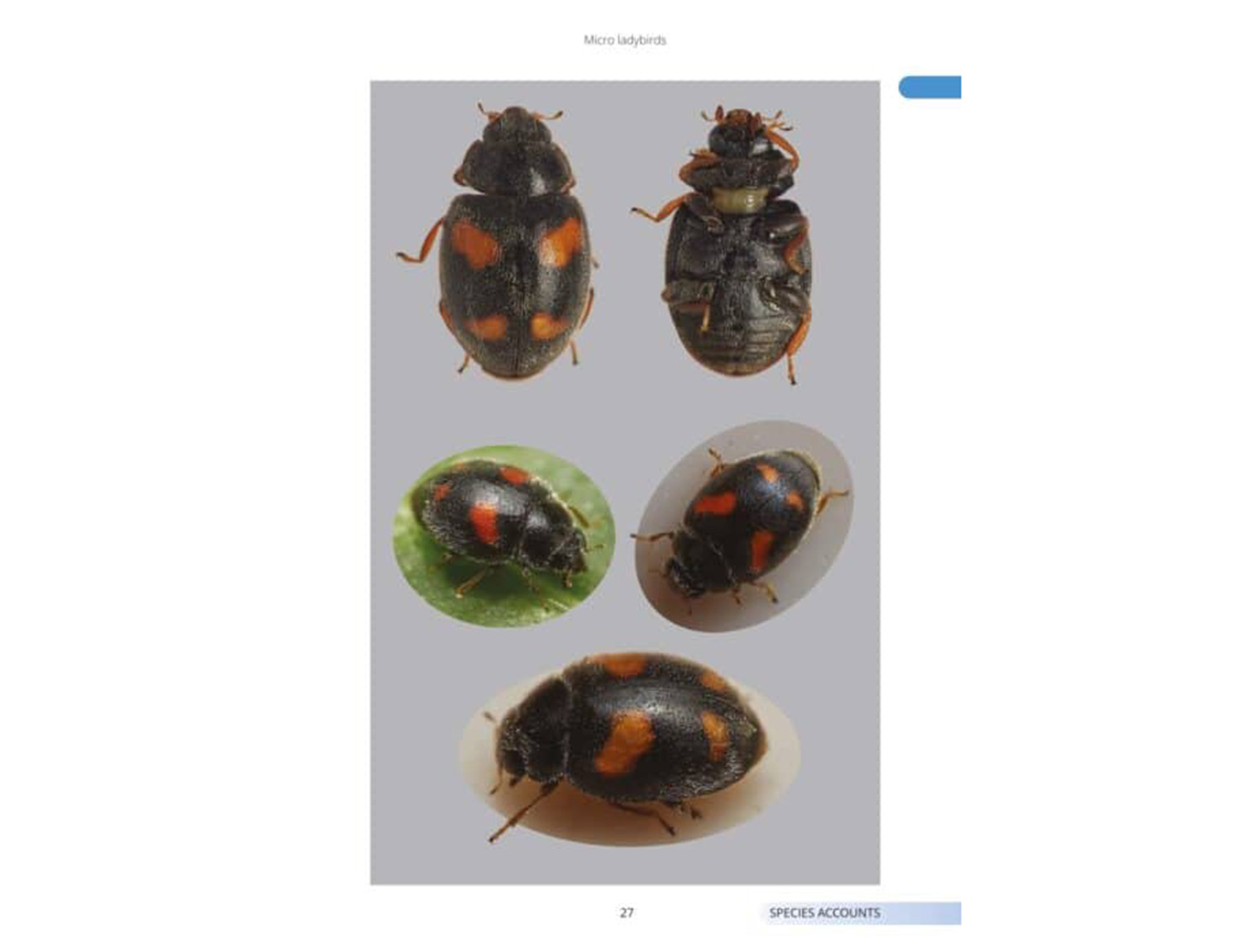 OP231-Micro-ladybirds5-494x700