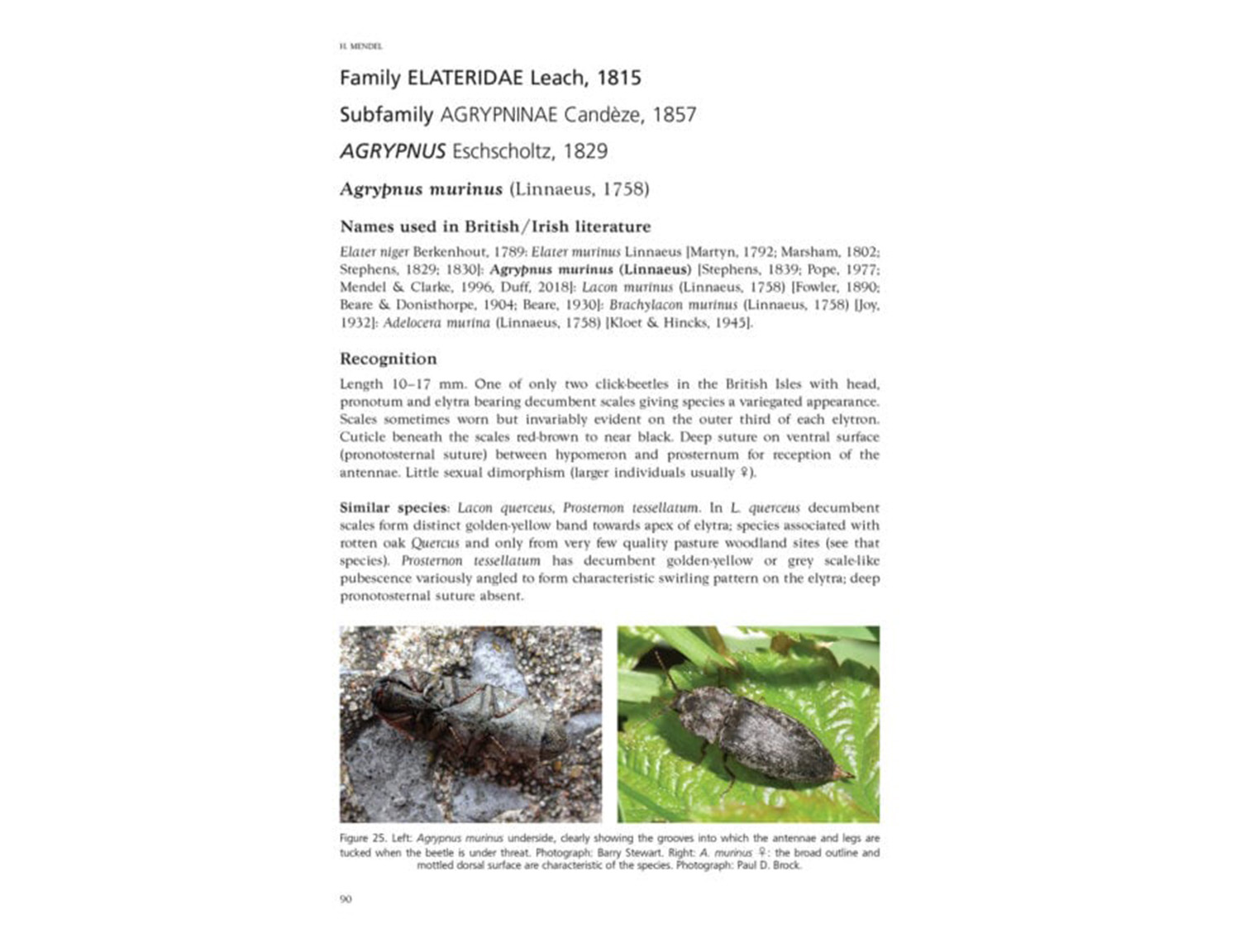 SP18-Click-beetles-atlas2