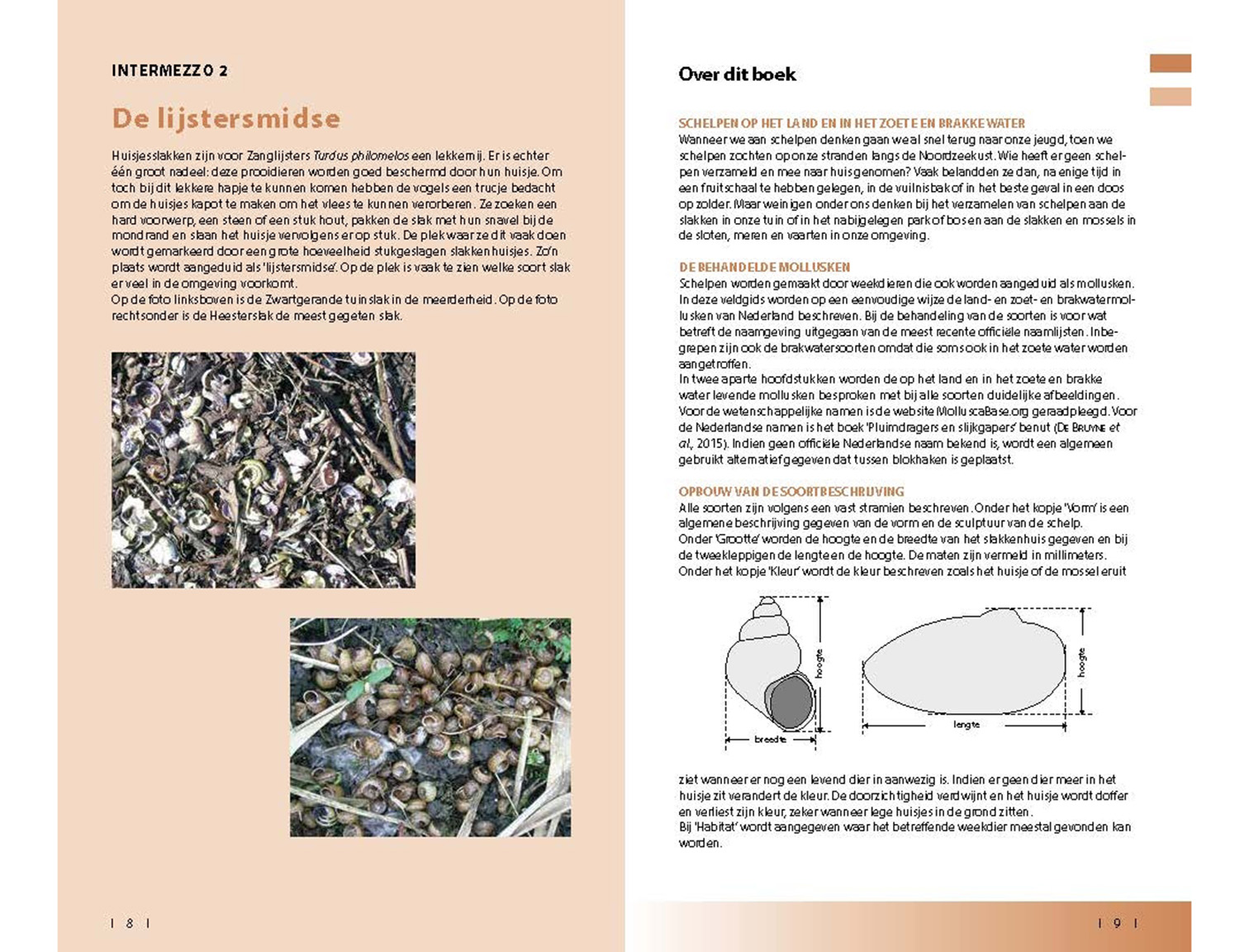 veldgids_land-_en_zoetwatermollusken(5)
