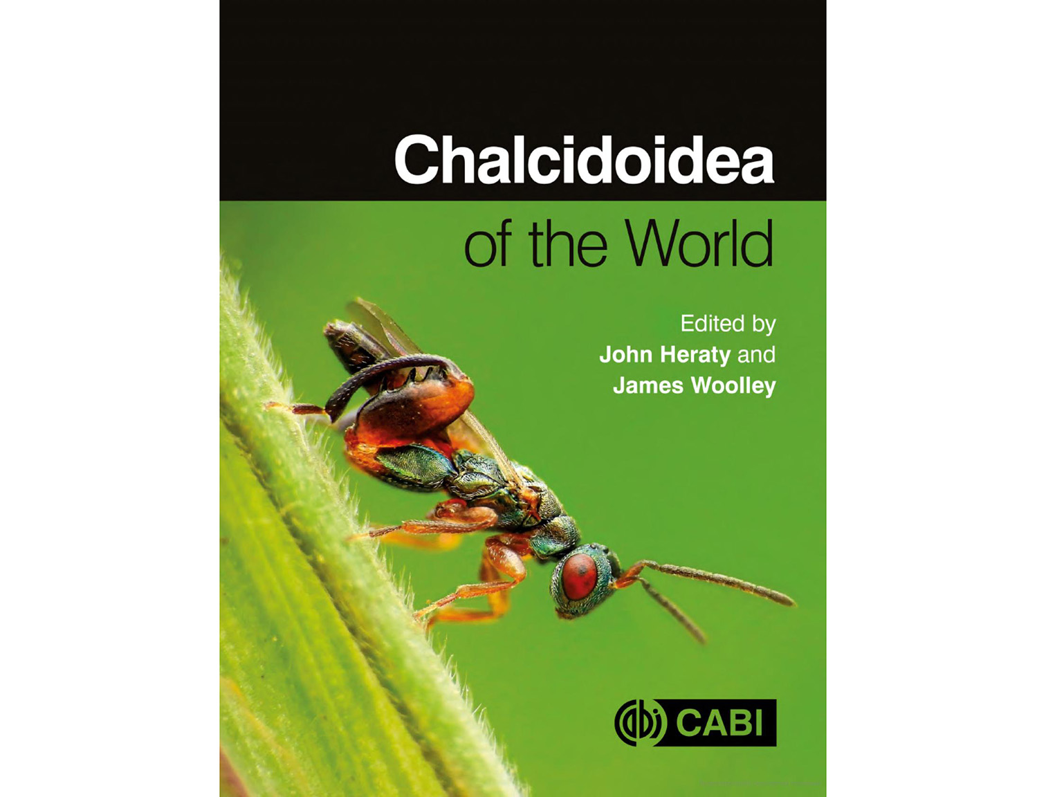 chalcidoidea