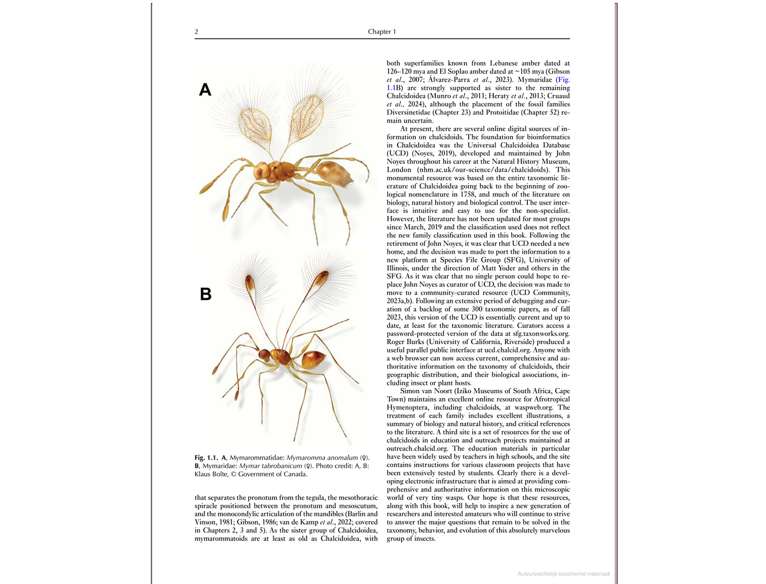 chalcidoidea1