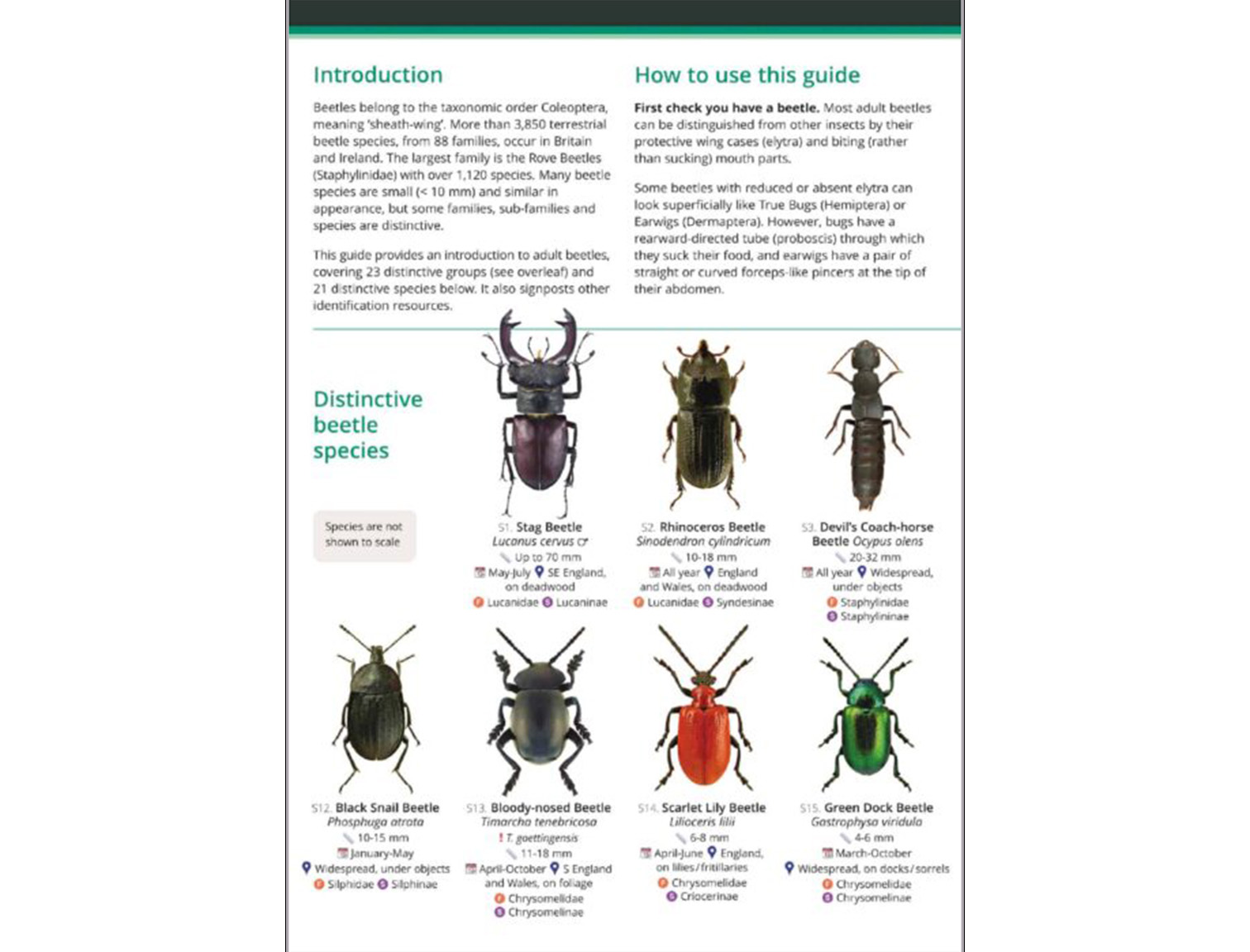 Distinctive-terrestrial-beetles1
